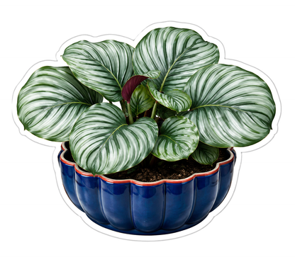 Houseplants Calathea Orbifolia Vinyl Sticker Decal