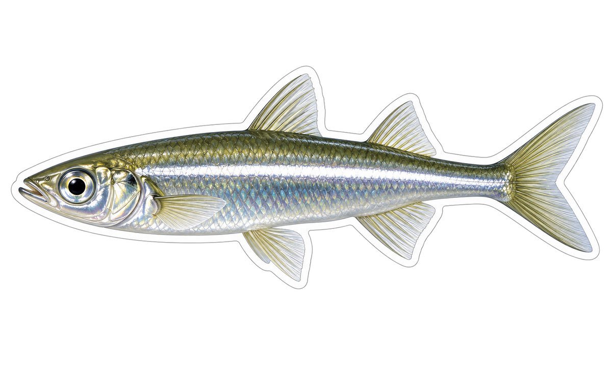Atlantic Silverside Vinyl Sticker Decal