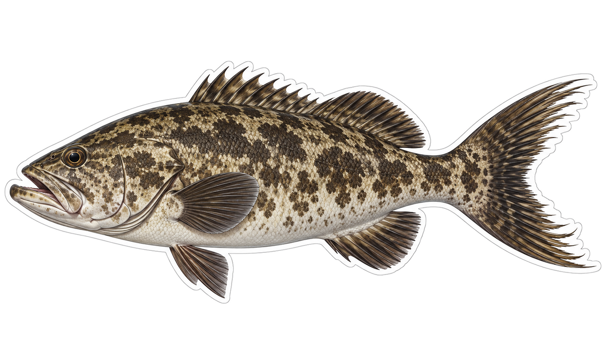 Broomtail Grouper Vinyl Sticker Decal