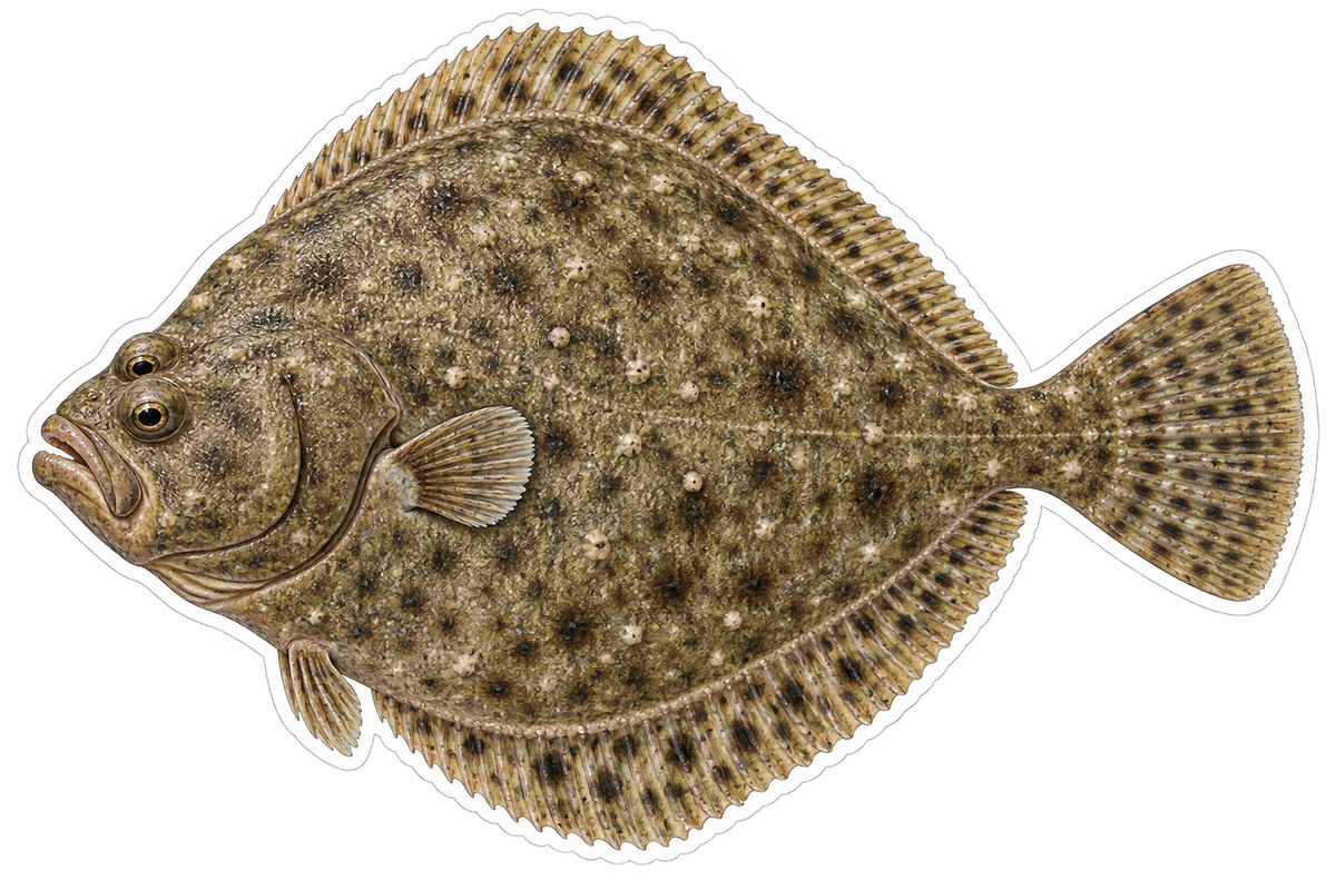 Turbot Vinyl Sticker Decal