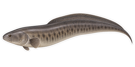 Aba Aba Knifefish Vinyl Sticker Decal