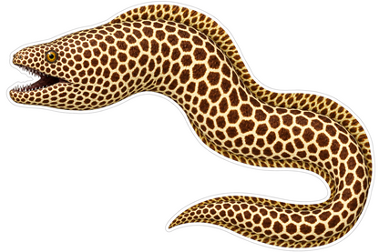 Honeycomb Moray Vinyl Sticker Decal