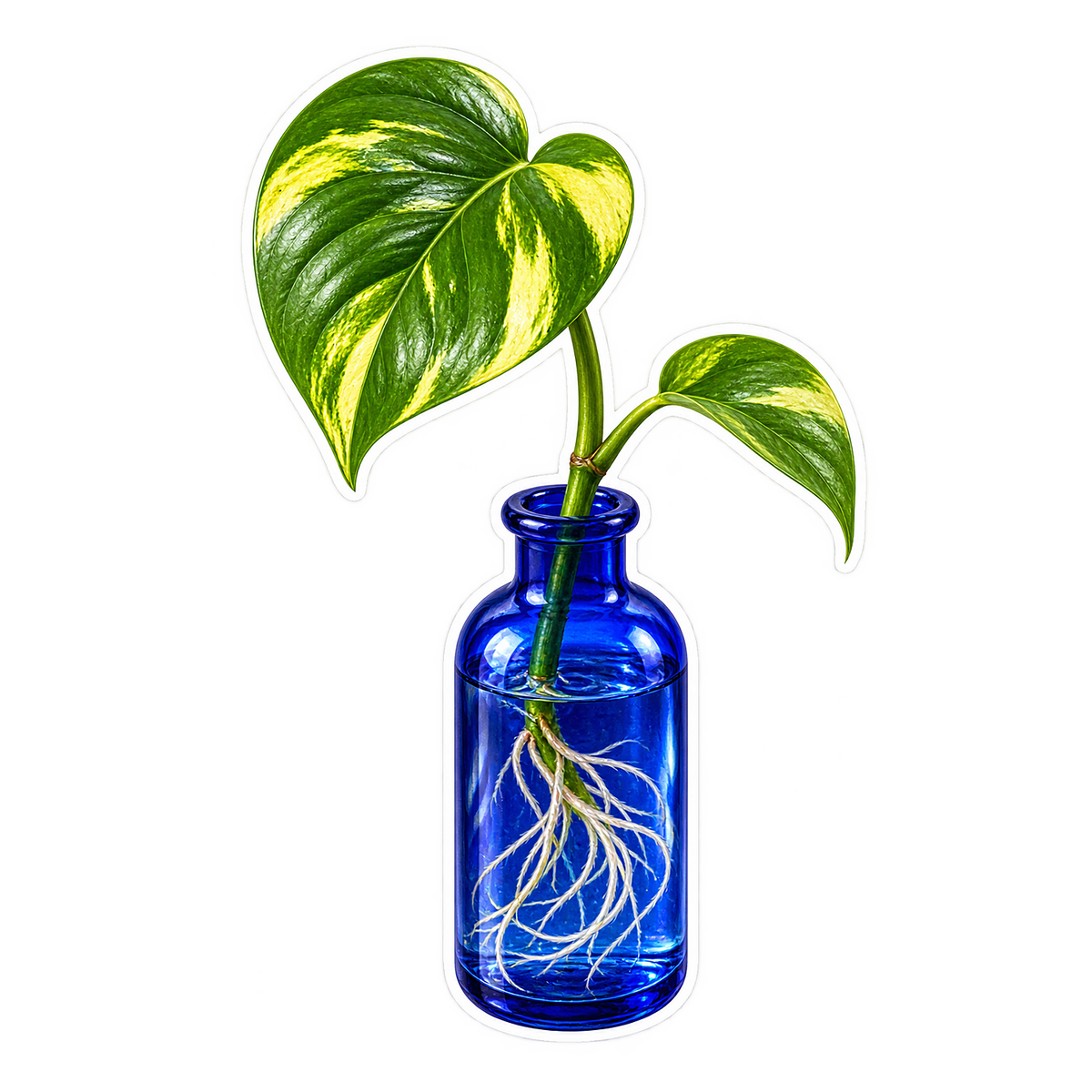 Propagation Golden Pothos Cobalt Bottle Vinyl Sticker Decal