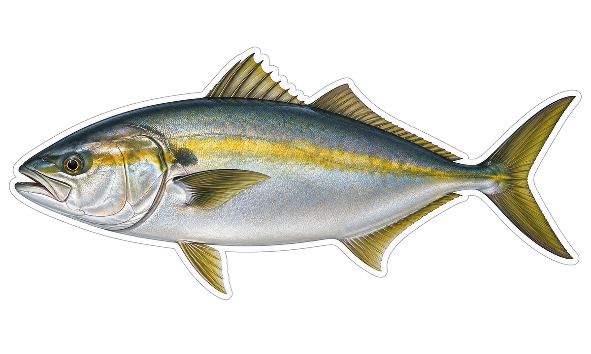Greater Amberjack Die Cut Vinyl Sticker Decal