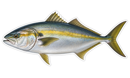 Greater Amberjack Die Cut Vinyl Sticker Decal