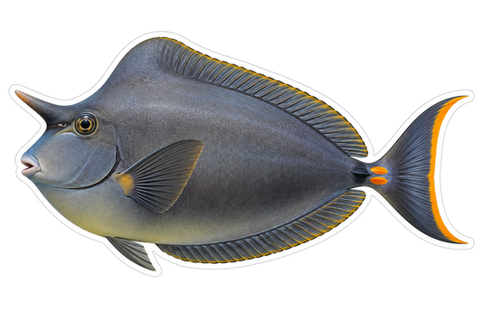 Humpback Unicornfish Vinyl Sticker Decal
