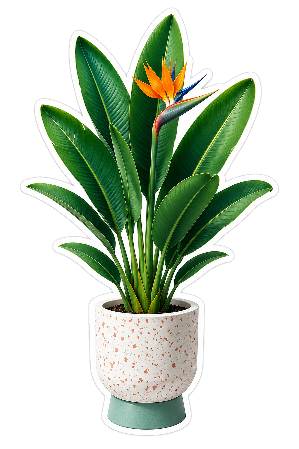 Houseplants Bird Of Paradise Vinyl Sticker Decal