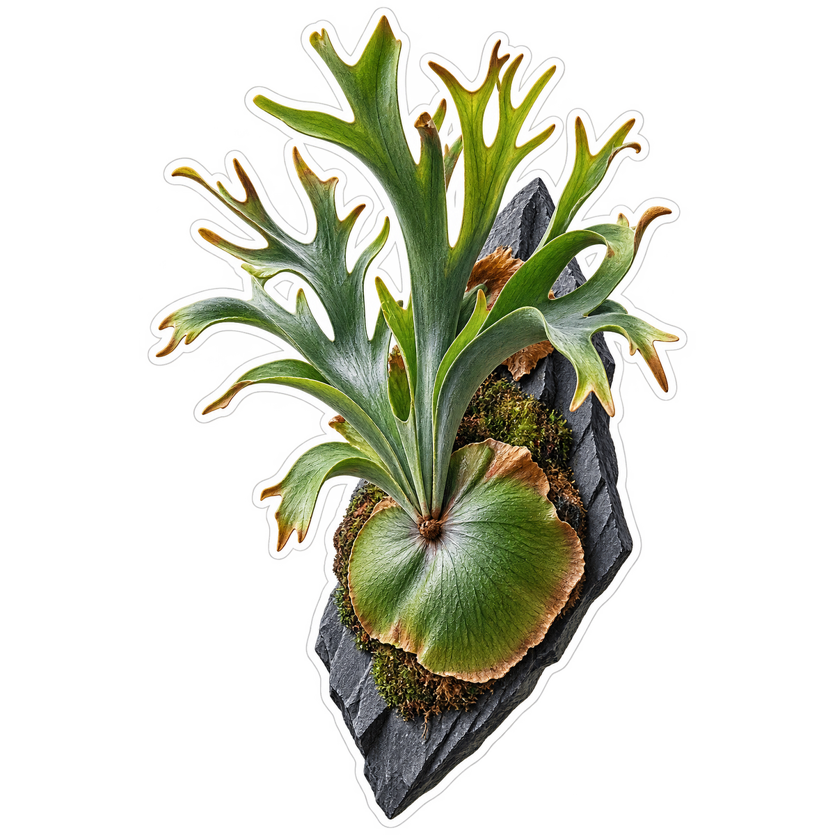 Staghorn Fern Slate Shield Vinyl Sticker Decal