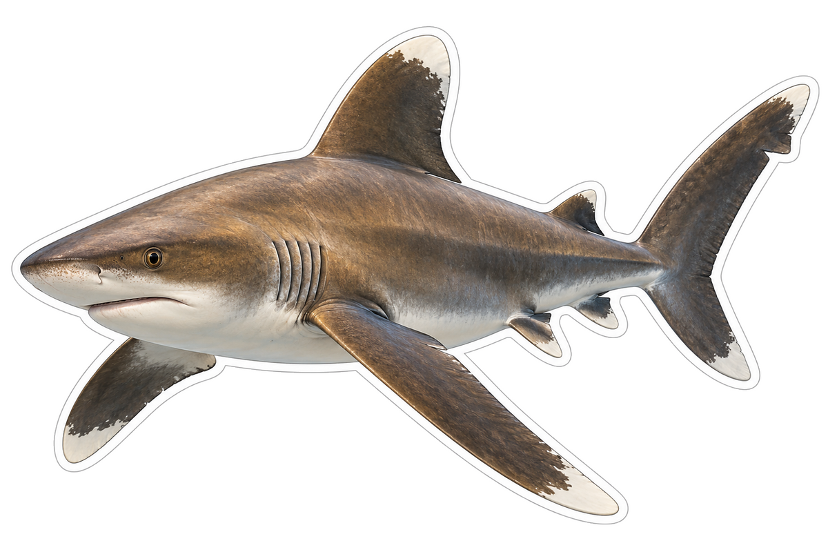 Oceanic Whitetip Shark Vinyl Sticker Decal