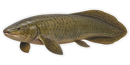 Australian Lungfish Vinyl Sticker Decal