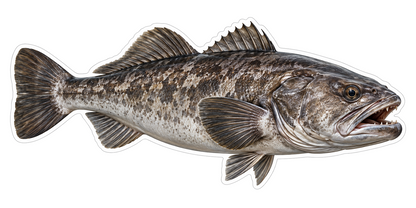 Patagonian Toothfish Vinyl Sticker Decal