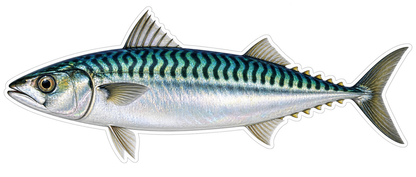Atlantic Mackerel Vinyl Sticker Decal