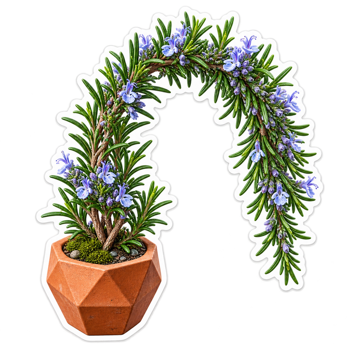 Rosemary Terracotta Arch Vinyl Sticker Decal