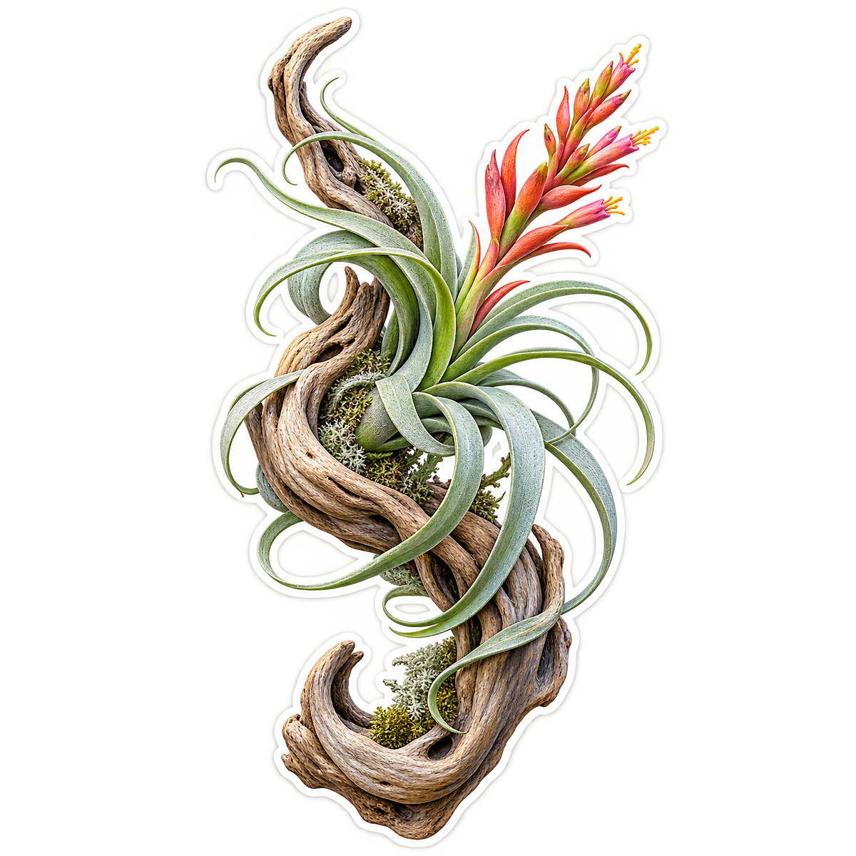 Tillandsia Driftwood Spiral Vinyl Sticker Decal
