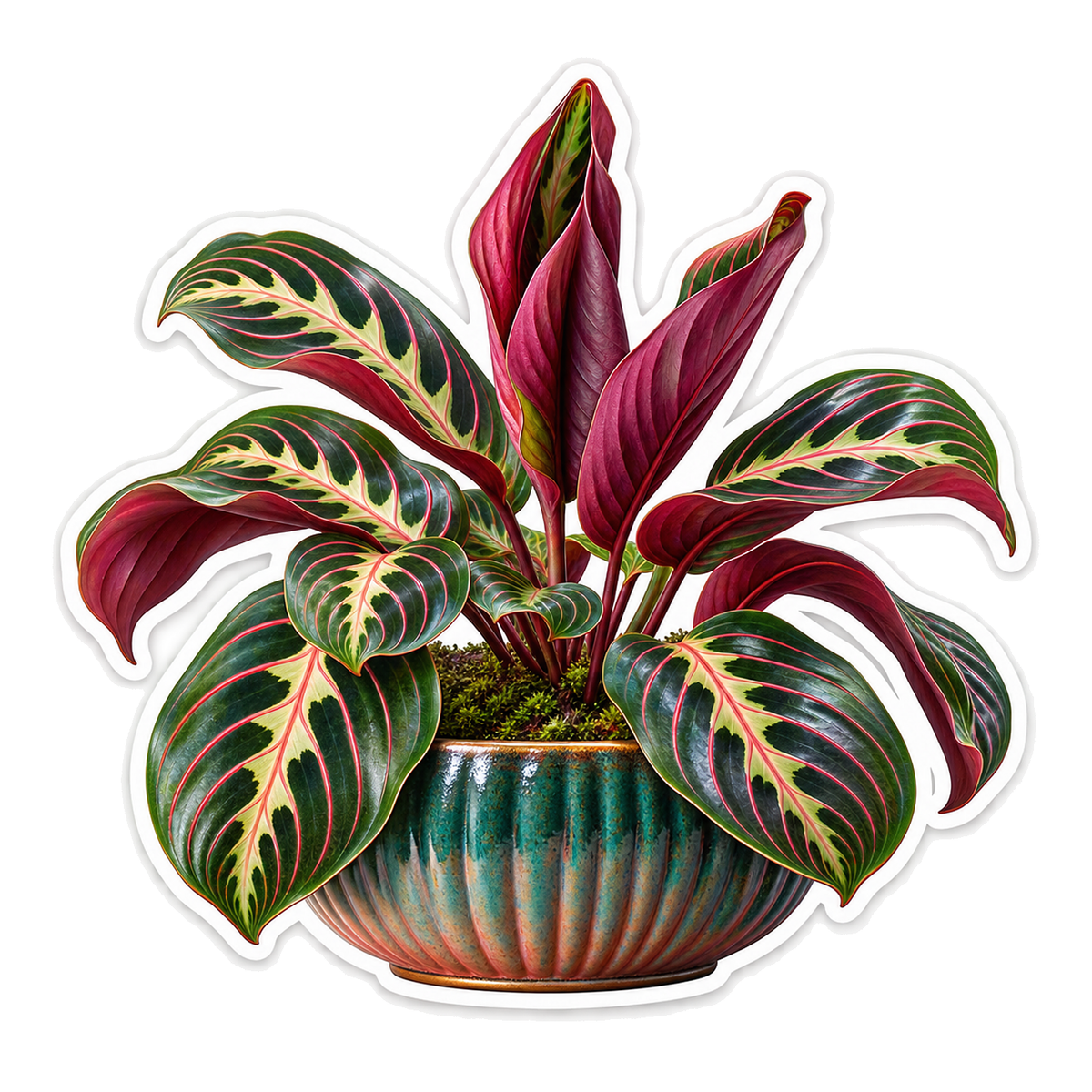 Prayer Plant Velvet Fold Vinyl Sticker Decal