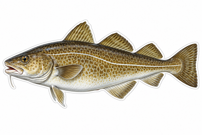 Atlantic Cod Vinyl Sticker Decal
