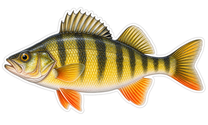 Yellow Perch Vinyl Sticker Decal