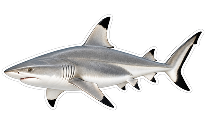 Blacktip Shark Vinyl Sticker Decal